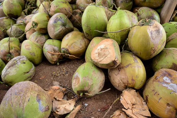 Muchos cocos crudos en la granja de cocos. para cocinar — Foto de Stock