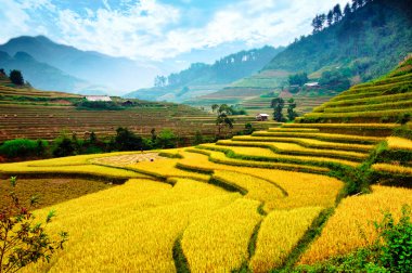 Pirinç tarlaları teraslı içinde Vietnam üzerinde
