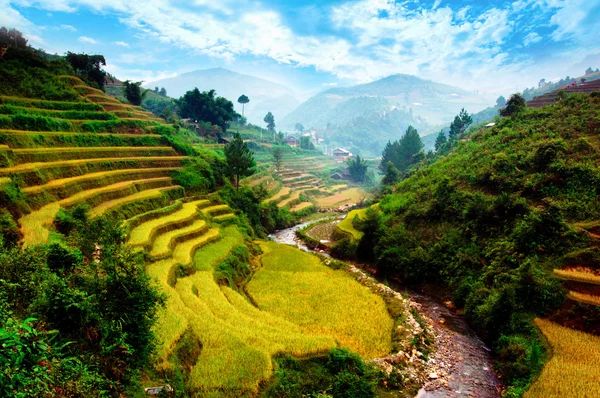 Campos de arroz en terrazas en Vietnam —  Fotos de Stock