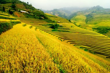 Mu Cang Chai, Yenbai, Vietnam pirinç tarlaları teraslı