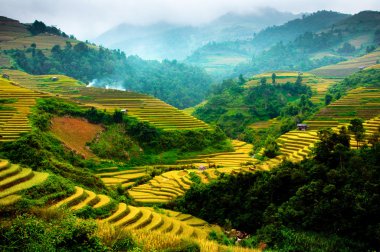 Mu Cang Chai, Yenbai, Vietnam pirinç tarlaları teraslı
