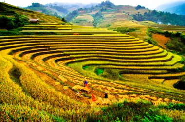 Mu Cang Chai, Yenbai, Vietnam pirinç tarlaları teraslı.