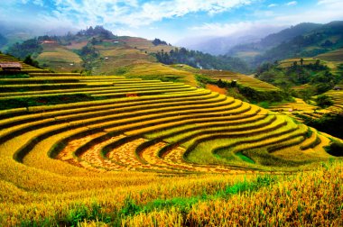 Mu Cang Chai, Yenbai, Vietnam pirinç tarlaları teraslı
