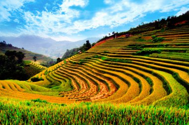 Mu Cang Chai, Yenbai, Vietnam pirinç tarlaları teraslı