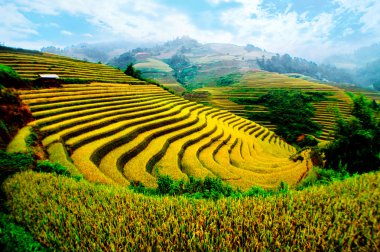 Mu Cang Chai, Yenbai, Vietnam pirinç tarlaları teraslı