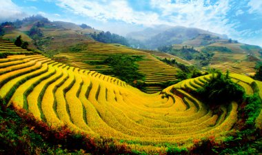 Mu Cang Chai, Yenbai, Vietnam pirinç tarlaları teraslı