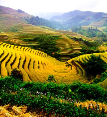 Mu Cang Chai, Yenbai, Vietnam pirinç tarlaları teraslı