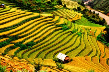 Mu Cang Chai, Yenbai, Vietnam pirinç tarlaları teraslı