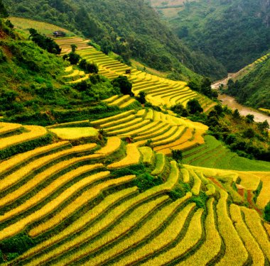 Mu Cang Chai, Yenbai, Vietnam pirinç tarlaları teraslı