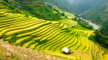 Mu Cang Chai, Yenbai, Vietnam pirinç tarlaları teraslı