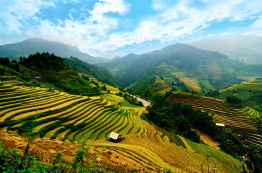 Mu Cang Chai, Yenbai, Vietnam pirinç tarlaları teraslı