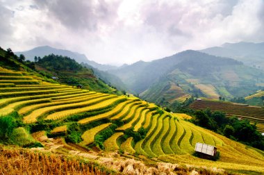 Mu Cang Chai, Yenbai, Vietnam pirinç tarlaları teraslı
