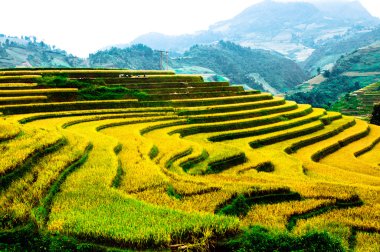 Mu Cang Chai, Yenbai, Vietnam pirinç tarlaları teraslı