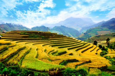 Mu Cang Chai, Yenbai, Vietnam pirinç tarlaları teraslı