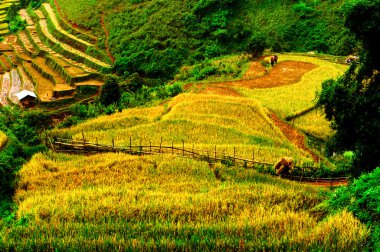 Mu Cang Chai, Yenbai, Vietnam pirinç tarlaları teraslı