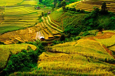 Mu Cang Chai, Yenbai, Vietnam pirinç tarlaları teraslı