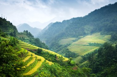 Mu Cang Chai, Yenbai, Vietnam pirinç tarlaları teraslı.