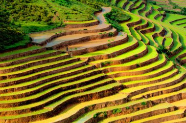 Mu Cang Chai, Yenbai, Vietnam pirinç tarlaları teraslı.