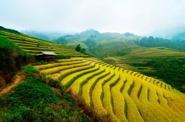 Mu Cang Chai, Yenbai, Vietnam pirinç tarlaları teraslı.
