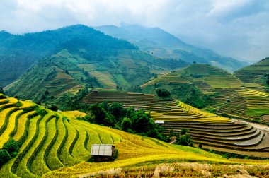 Mu Cang Chai, Yenbai, Vietnam pirinç tarlaları teraslı.