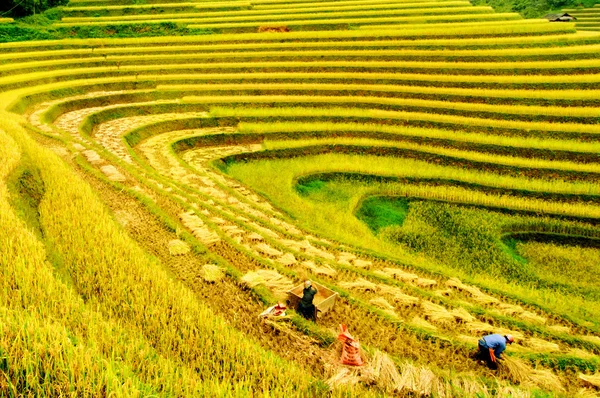 Rizières en terrasses de Mu Cang Chai, YenBai, Vietnam . — Photo