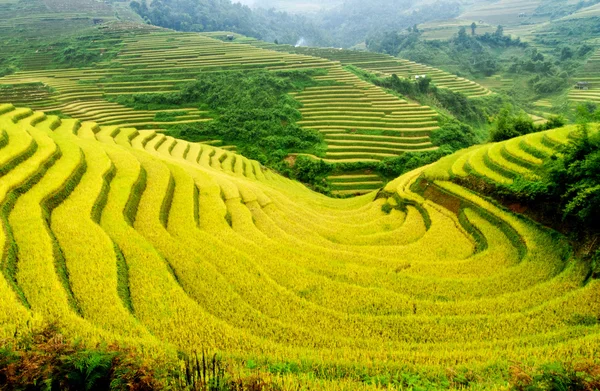 Rijstvelden op terrassen van Mu Cang Chai, Yenbai, Vietnam — Stockfoto