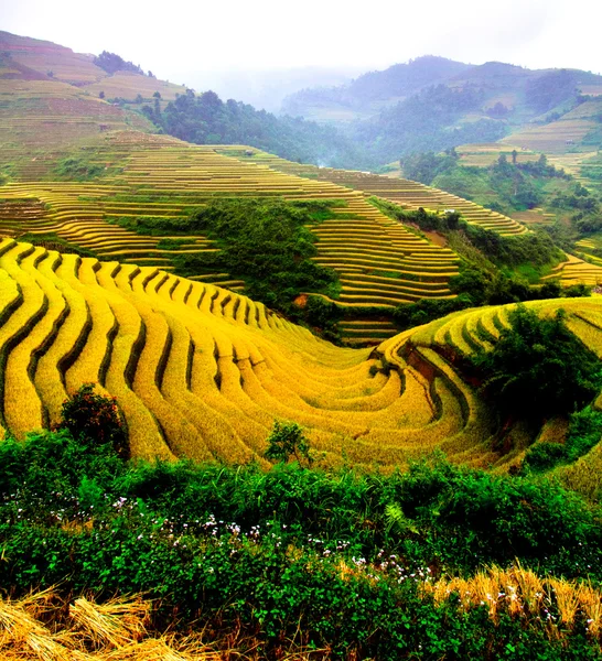 Campos de arroz en terrazas de Mu Cang Chai, YenBai, Vietnam —  Fotos de Stock
