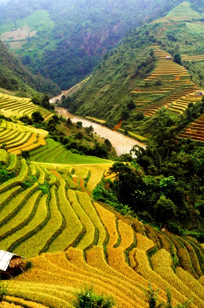 稻田上的梯田的木仓柴，Yenbai，越南 — 图库照片