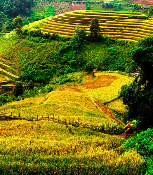 Rizières en terrasses de Mu Cang Chai, YenBai, Vietnam — Photo