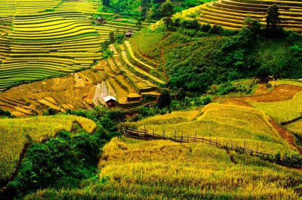 Campos de arroz en terrazas de Mu Cang Chai, YenBai, Vietnam — Foto de Stock