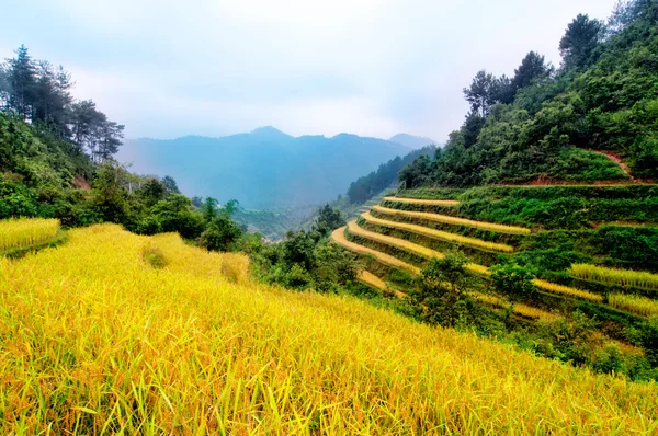 Rijstvelden op terrassen van Mu Cang Chai, Yenbai, Vietnam. — Stockfoto