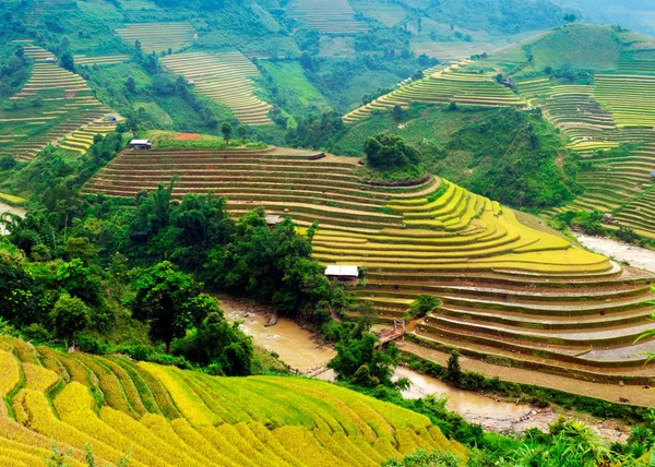 稻田上的梯田的木仓柴，Yenbai，越南. — 图库照片