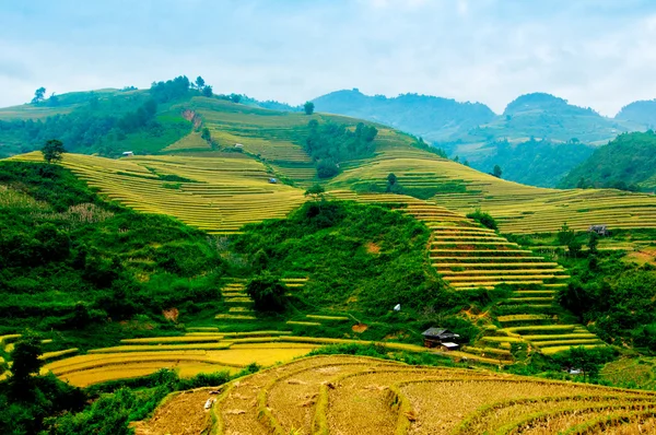 Campos de arroz en terrazas de Mu Cang Chai, YenBai, Vietnam . — Foto de Stock