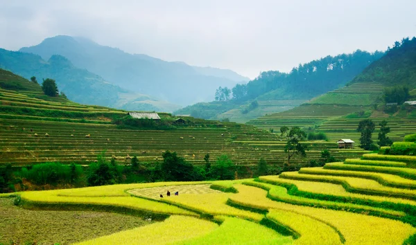 Campos de arroz en terrazas de Mu Cang Chai, YenBai, Vietnam . —  Fotos de Stock