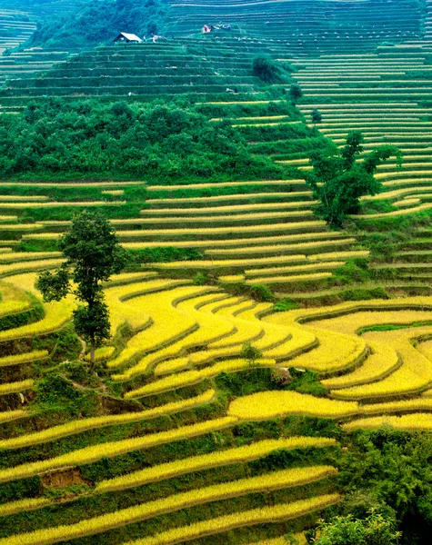 Рисовые поля на террасе Mu Cang Chai, YenBai, Вьетнам . — стоковое фото