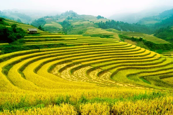 Rizières en terrasses de Mu Cang Chai, YenBai, Vietnam . — Photo