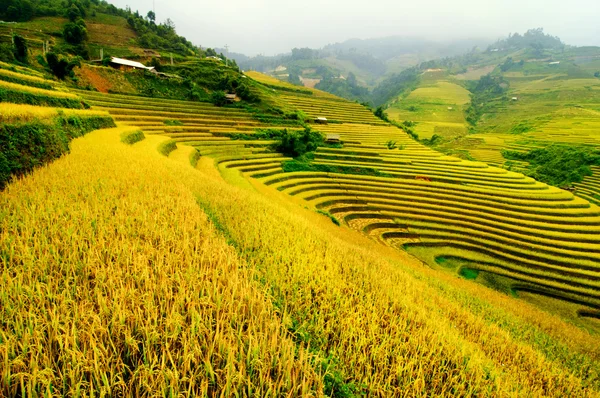 Campos de arroz en terrazas de Mu Cang Chai, YenBai, Vietnam Fotos de stock libres de derechos