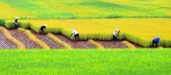 Agricultores que colhem no campo de arroz, HaNoi, Vietname . Imagem De Stock
