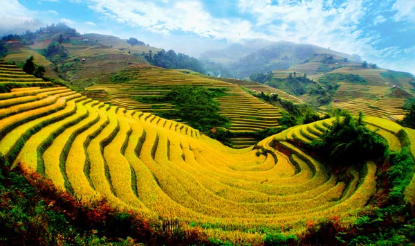 稻田上的梯田的木仓柴，Yenbai，越南 图库照片