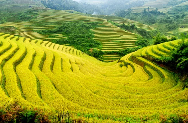 A rizsföldek teraszos a Mu Cang Chai, Yenbai, Vietnam Stock Kép