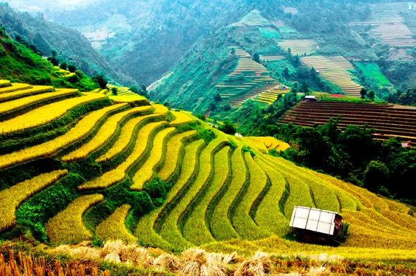 A rizsföldek teraszos a Mu Cang Chai, Yenbai, Vietnam Stock Fotó