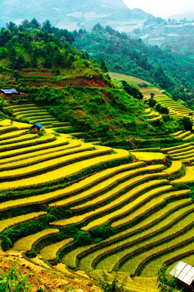 Campos de arroz em terraço de Mu Cang Chai, YenBai, Vietnã Fotografias De Stock Royalty-Free