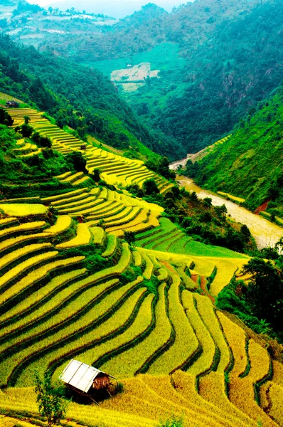 A rizsföldek teraszos a Mu Cang Chai, Yenbai, Vietnam Stock Kép