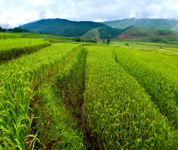 Rýžových polí na terasové Mu Cang Chai, Yenbai, Vietnam. Royalty Free Stock Obrázky