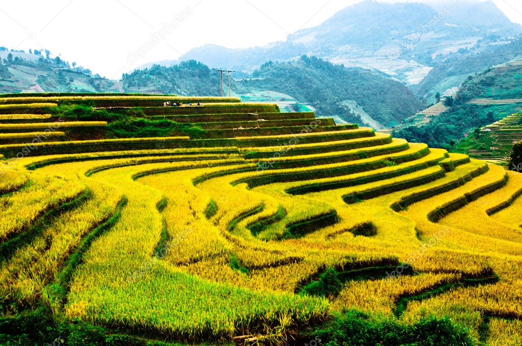 Rice fields on terraced of Mu Cang Chai, YenBai, Vietnam