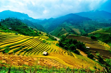 Mu Cang Chai, Yenbai, Vietnam pirinç tarlaları teraslı.
