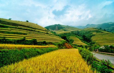 Mu Cang Chai, Yenbai, Vietnam pirinç tarlaları teraslı.