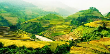 Mu Cang Chai, Yenbai, Vietnam pirinç tarlaları teraslı.