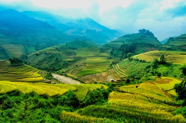 Mu Cang Chai, Yenbai, Vietnam pirinç tarlaları teraslı.