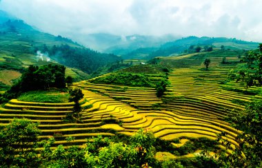 Mu Cang Chai, Yenbai, Vietnam pirinç tarlaları teraslı.